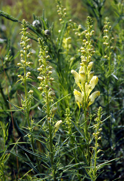 Fleurs de crapaud commun (Linaria vulgaris) dans une prairie
 - Photo, image