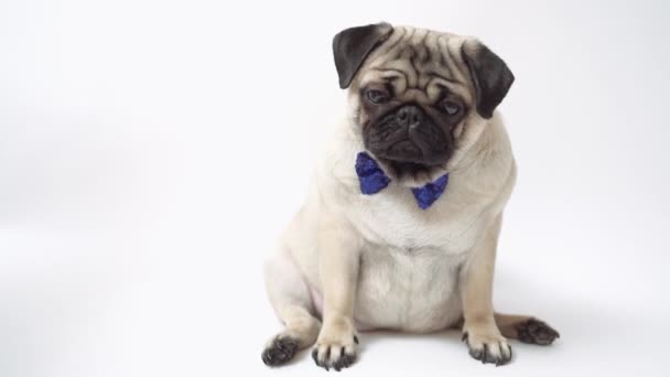 Funny pug puppy  with bow tie on white background. - Materiaali, video