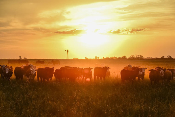 Krowy w wsi, Pampas, Patagonia, Argentyna - Zdjęcie, obraz