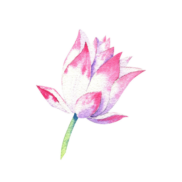 small pink blossom of lotus watercolor drawing - Foto, imagen