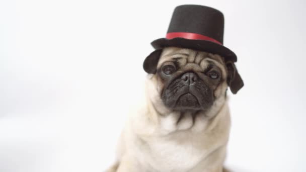 Vtipné pug štěně v klobouku na bílém pozadí. - Záběry, video