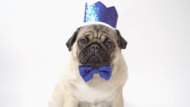 Funny pug puppy  with bow tie  and paper crown on white background. - Materiaali, video