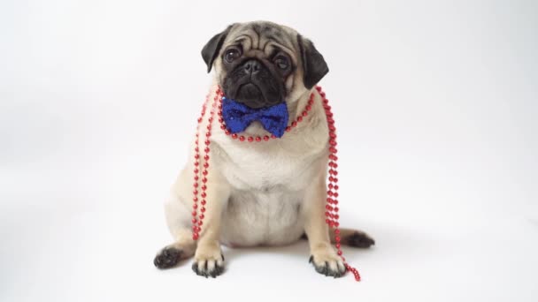 Funny pug puppy  with bow tie on white background. - Footage, Video
