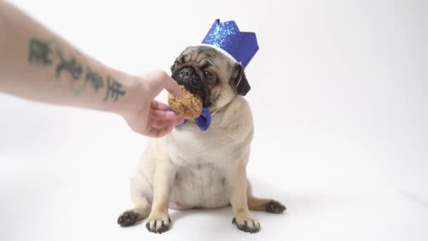 muž dává Funny pug štěně cookie, na bílém pozadí. - Záběry, video