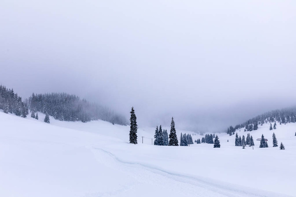 Paisaje con carretera nevada en invierno a través de un bosque de pinos
 - Foto, Imagen
