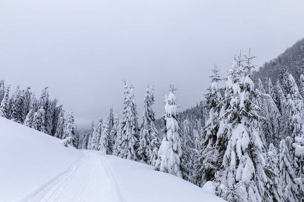 Paesaggio con strada innevata in inverno attraverso una pineta
 - Foto, immagini