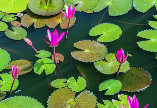 Flores de primavera nenúfar Fondos verdes, hoja de loto Agua Lily flor rosa en el agua
 - Foto, imagen