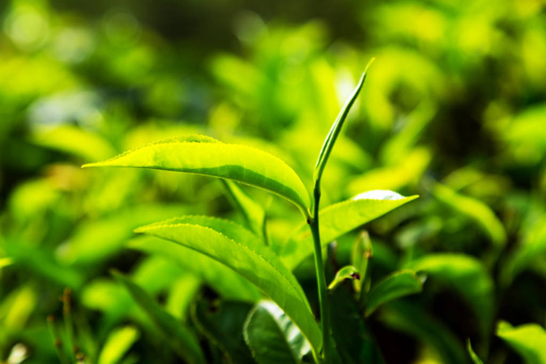 Yeşil çay yaprak arka plan, dağ çayı çalılar plantasyon Sri Lanka - Fotoğraf, Görsel