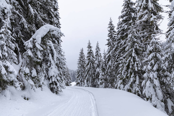 Пейзаж со снежной дорогой зимой через сосновый лес
 - Фото, изображение