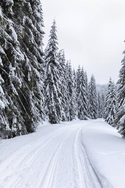 Τοπίο με δρόμο χιονισμένο το χειμώνα μέσα από ένα δάσος πεύκων - Φωτογραφία, εικόνα