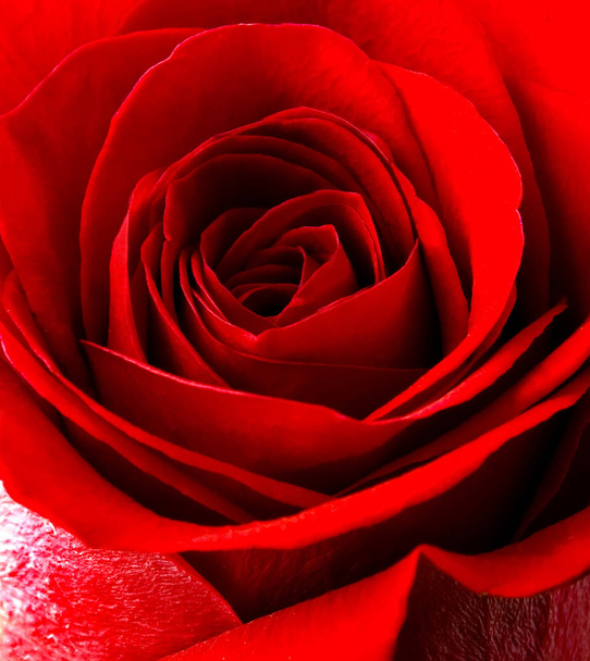Macro rosa rossa sfondi natura Pasqua fiori primaverili, decorazione astratta sfondo, selettivo soft focus
. - Foto, immagini