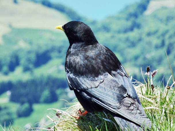 Graculus ptáků, Alpine Pyrrhocorax nebo Amazonský Pyrrhocorax - Švýcarské Alpy, Švýcarsko - Fotografie, Obrázek