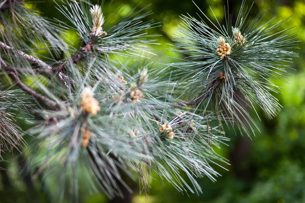 Ramas de pino escocés con conos masculinos productores de polen amarillo
 - Foto, Imagen