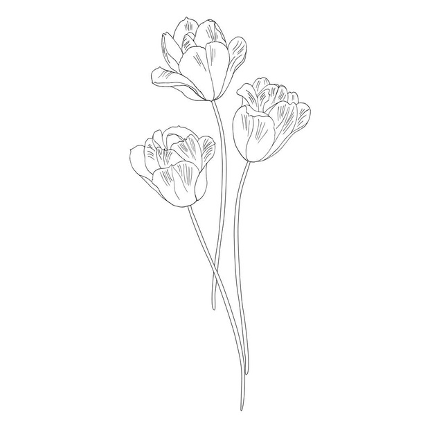 Tulips. Hand drawn vector illustration. Monochrome black and white ink sketch. Line art. Isolated on white. Coloring page - Vector, Image