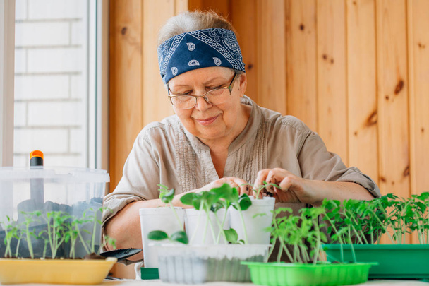 Senior female gardener planting seedlings. Mature woman in glasses caring for sprouts - 写真・画像
