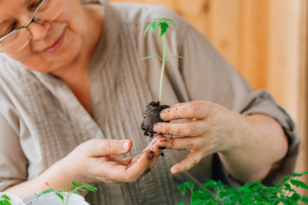 Senior female gardener planting seedlings. Mature woman in glasses caring for sprouts - 写真・画像