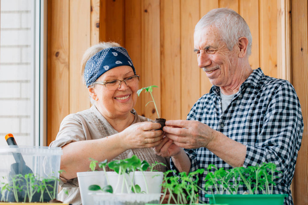 Senior couple caring seedlings. Happy mature man looking at smiling female gardener watering sprouts. - Fotografie, Obrázek