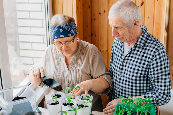 Senior couple caring seedlings. Happy mature man looking at smiling female gardener planting seedlings. - 写真・画像