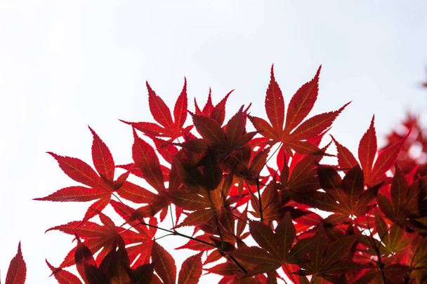 Roze bladeren van de Japanse esdoorn (Acer palmatum) - Foto, afbeelding