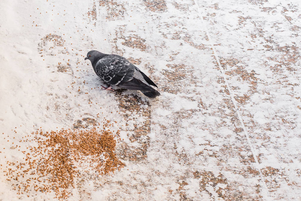 Ajudando aves selvagens no inverno, um pombo na neve pica em alimentos derramados
. - Foto, Imagem