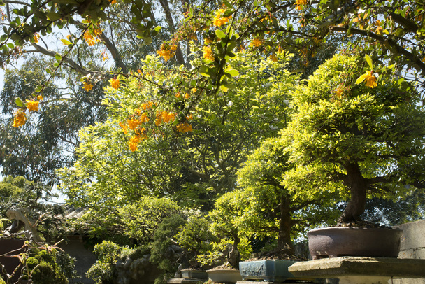 Китайский вяз (Ulmus Parvifolia) bonsai в саду
 - Фото, изображение