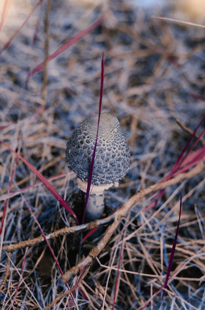 Mushroom of the shamans. - Photo, Image