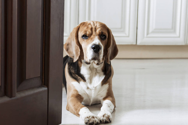 beagle αστείο, χαριτωμένο σκυλί κάθεται στο πάτωμα κοντά στην πόρτα - Φωτογραφία, εικόνα