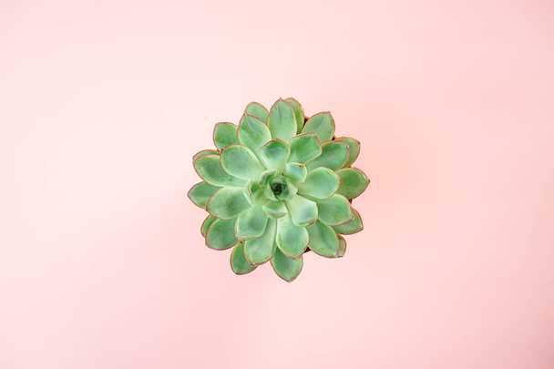 Beautiful green succulent isolated on on living coral color background. Flat lay, top view, copy space - Zdjęcie, obraz