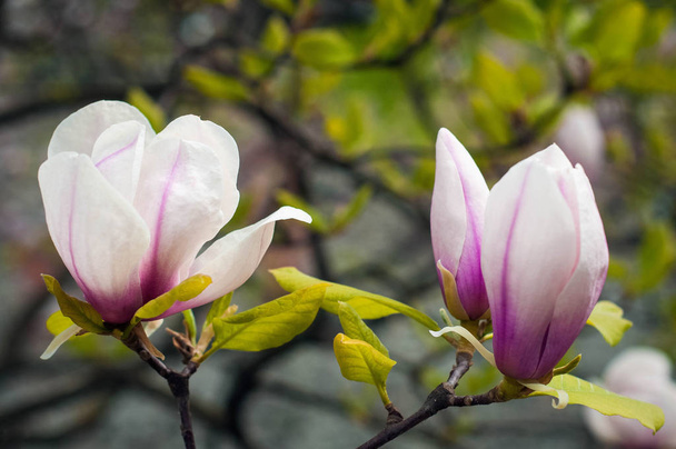 Różowy i Magnolia biała kwiaty na tle zielonych liści i kwiatów. Drzewa piękne magnolii (Magnolia denudata) jest kwitnących w parku wiosną. Tło wiosna z kwiatami. - Zdjęcie, obraz