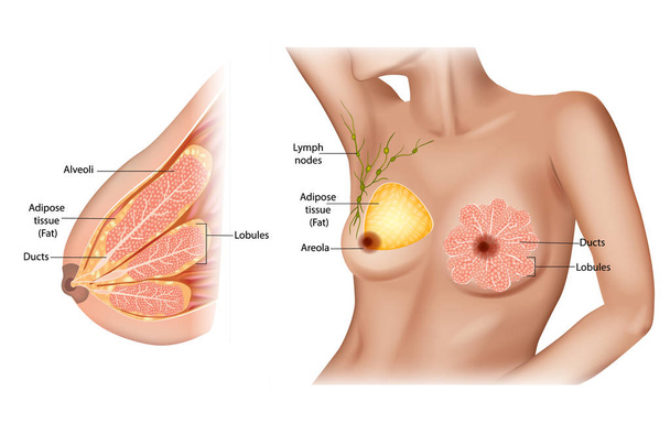女性の乳房の解剖学. - ベクター画像