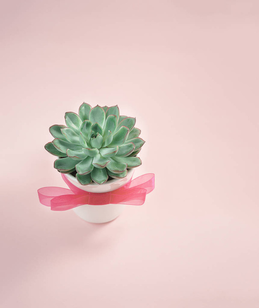 Beautiful green succulent isolated on pink background. Flat lay, top view, copy space - Foto, immagini