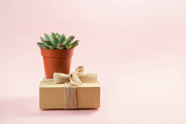 Minimalist modern layout with beautiful green succulent on natural color box isolated on living coral color background. Flat lay, top view. Horizontal. - Zdjęcie, obraz