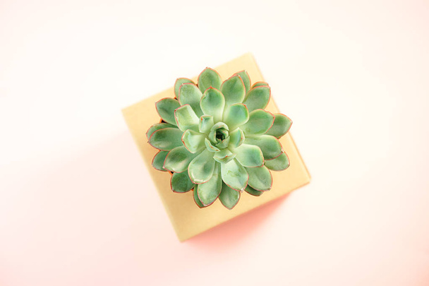 Minimalist modern layout with beautiful green succulent on natural color box isolated on living coral color background. Horizontal. Flat lay, top view. Concept for gift, shop, delivery, copy space. - Zdjęcie, obraz