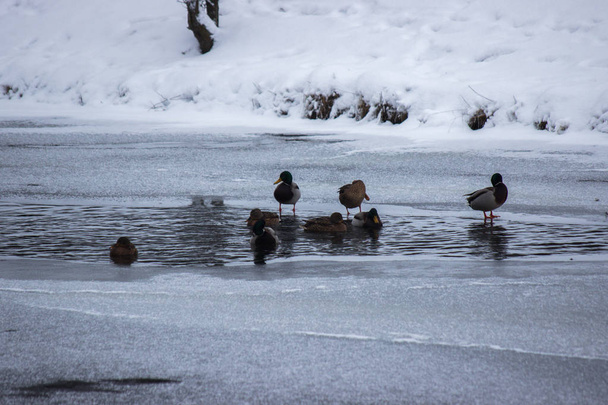 muchos patos están buscando comida en el agua en invierno. río congelado, un tiempo de hambre para los animales. nieve y hielo alrededor, heladas
. - Foto, Imagen