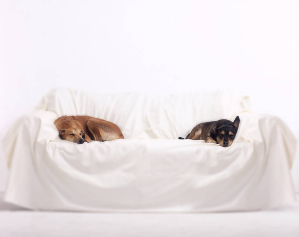GREYHOUND AND TERRIER SLEEPING ON SOFA COVERED IN WHITE BLANKET - Foto, Imagen