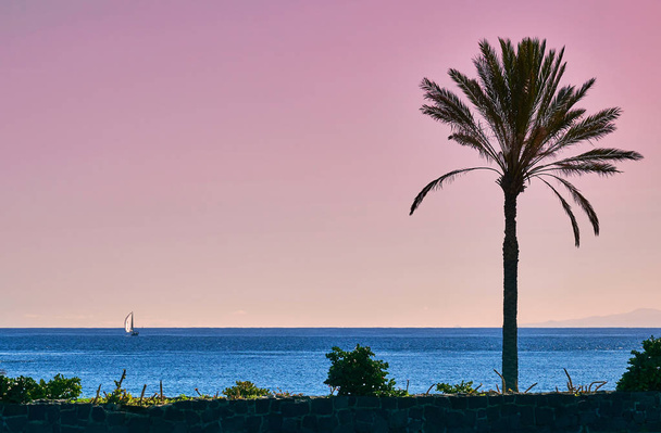 Να Palm babassu λήξης ουρανός φόντο. Ροζ ηλιοβασίλεμα από τον ωκεανό. Θέα στο νησί La Gomera από Τενερίφη. - Φωτογραφία, εικόνα