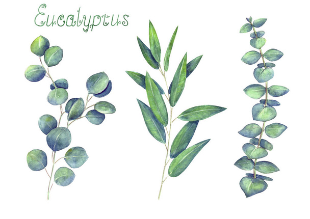 Eucalyptus leaves and branches blue green set isolated on white background. Watercolor hand drawn delicate botanical illustration. For original design of invitation, wedding, greeting cards, textile. - Foto, afbeelding