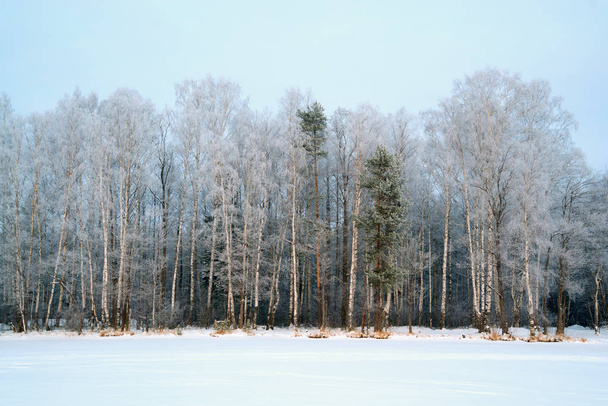 Зимовий пейзаж, дерева в лісі покриті морозу. Росія, Ленінградська область. - Фото, зображення