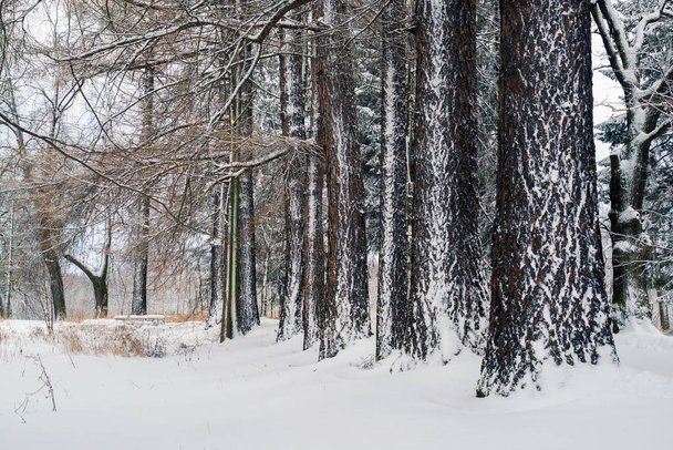 Стовбурів дерев модрини покриті снігом. Зимовий пейзаж. Росія, Ленінградська область. - Фото, зображення