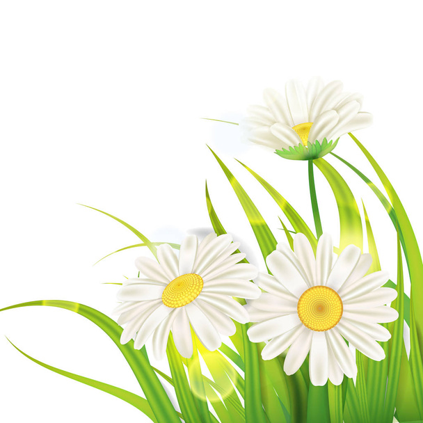 Lente madeliefjes achtergrond fris groen gras, aangename sappige lente kleuren, vector, illustratie, sjabloon, banner, geïsoleerd - Vector, afbeelding