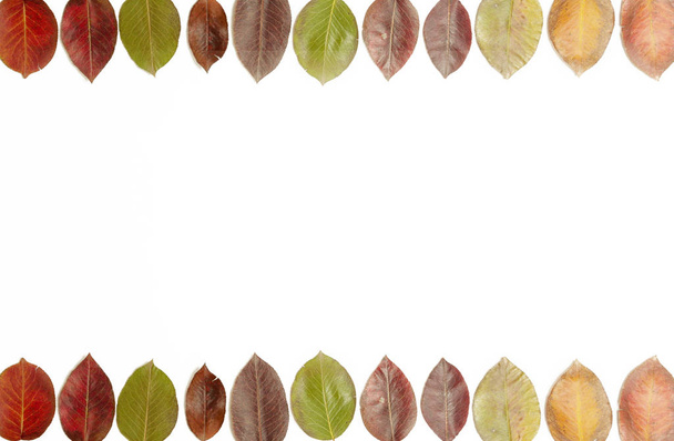 Suchych liści jesienią gruszki - Zdjęcie, obraz