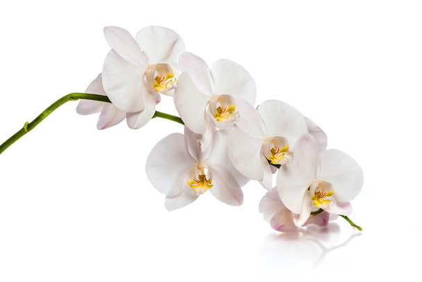 Orchidée. Une branche d'orchidées blanches. Carte de vœux. Belle composition. Isoler sur fond blanc. Branche d'orchidée blanche avec réflexion sur fond blanc
 - Photo, image
