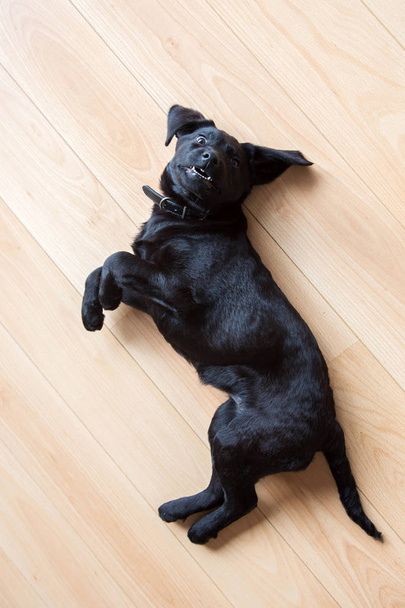 Labrador puppy is played. Black little sweet puppy playing and lies on his back. Pets care. - Photo, Image