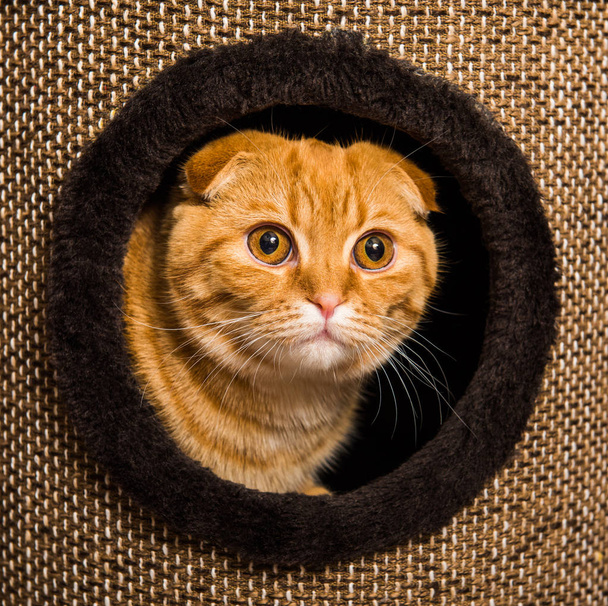 Scottish Fold Red cat in cat house
 - Фото, изображение