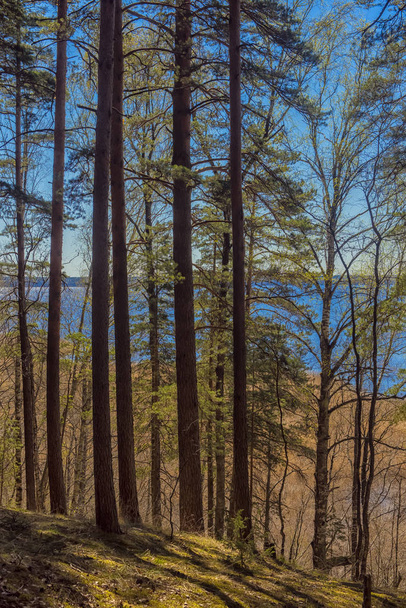 pine forest in the spring on the background of the lake - Фото, изображение