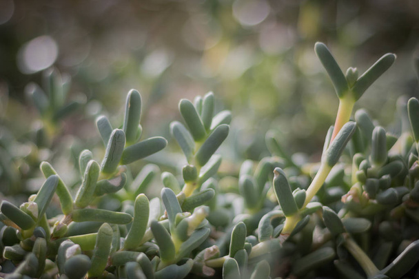 closeup cactus background, Small cactus, desert plants, plants that can grow in hot weather. - Fotó, kép
