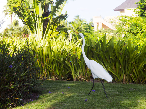 Velká bílá volavka (Latin Ardea alba) je velký marsh pták z čeledi, běžné v Dominikánské republice, s dlouhou žlutým zobákem loví hmyz v blízkosti strom kokosová. - Fotografie, Obrázek