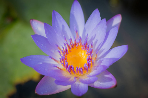 Violet lotus blooming in the garden. - Фото, изображение