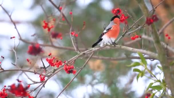 bullfinch eating red rowan berries - Footage, Video