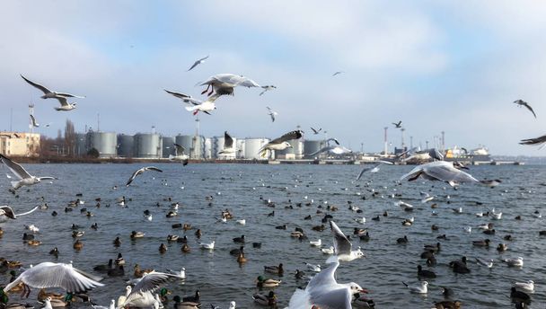 Many wild ducks and swans in the cold winter water of the bay ask people for food. Hungry wild gulls and swans compete for food in the winter in open water. Seabirds winter in the open sea bay - Photo, Image